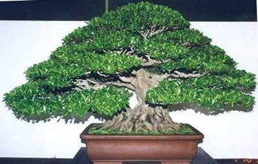 Bonsai ficus retusa