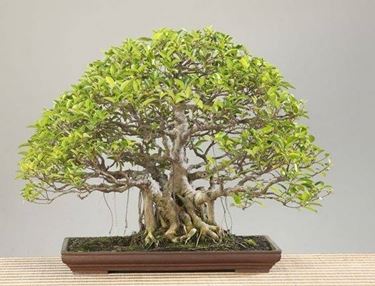 Bonsai ficus retusa