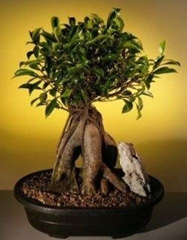 Bonsai ficus retusa