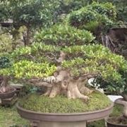 bonsai ficus retusa