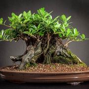 Bonsai ficus in interno