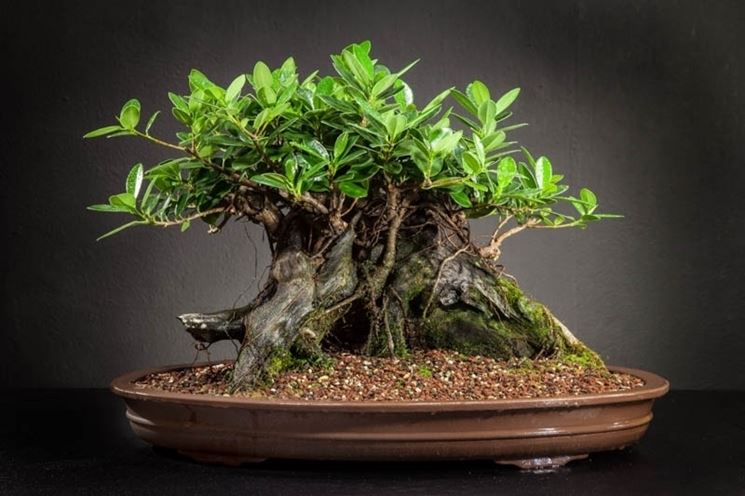 Bonsai ficus in interno