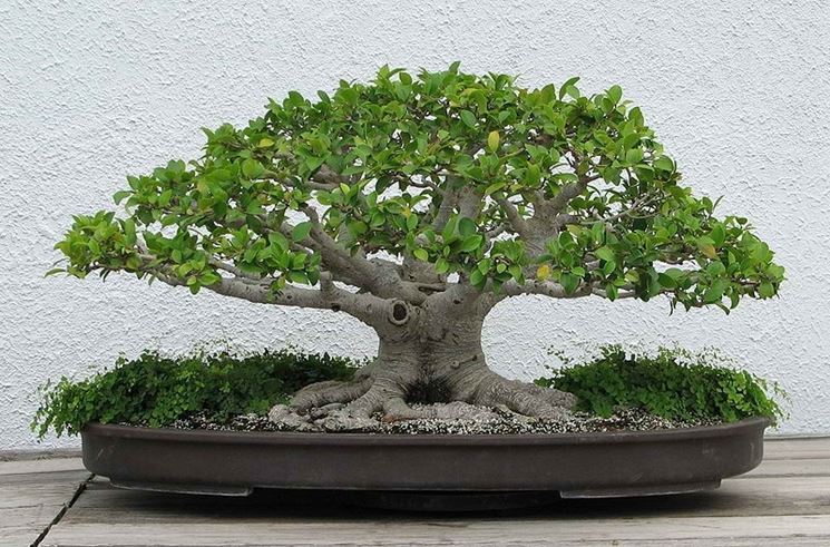 pianta bonsai ficus