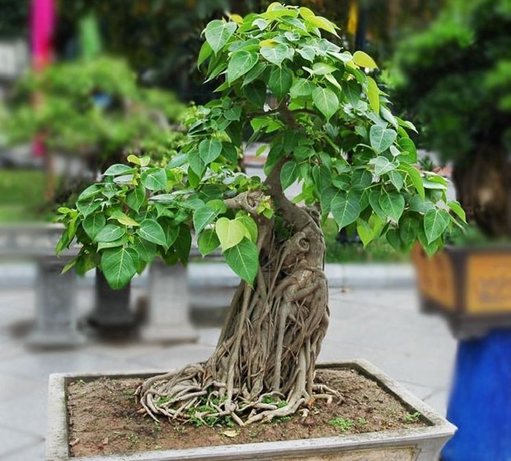 ficus bonsai