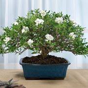 bonsai gardenia