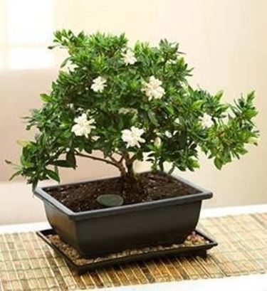 bonsai gardenia