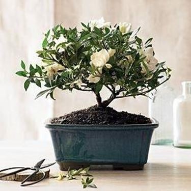 bonsai gardenia