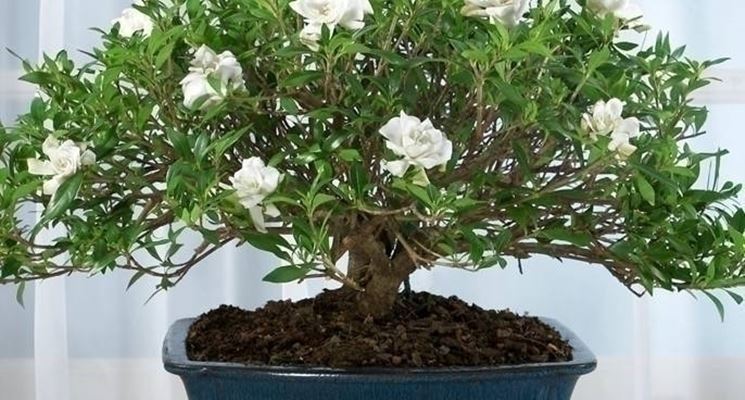 bonsai gardenia