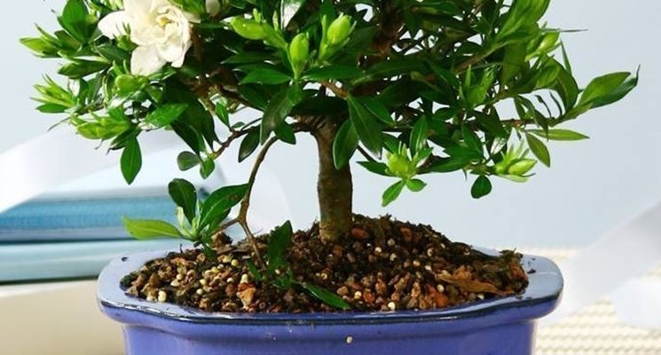 bonsai gardenia