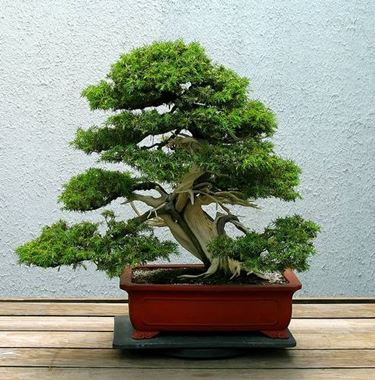 bonsai ginepro