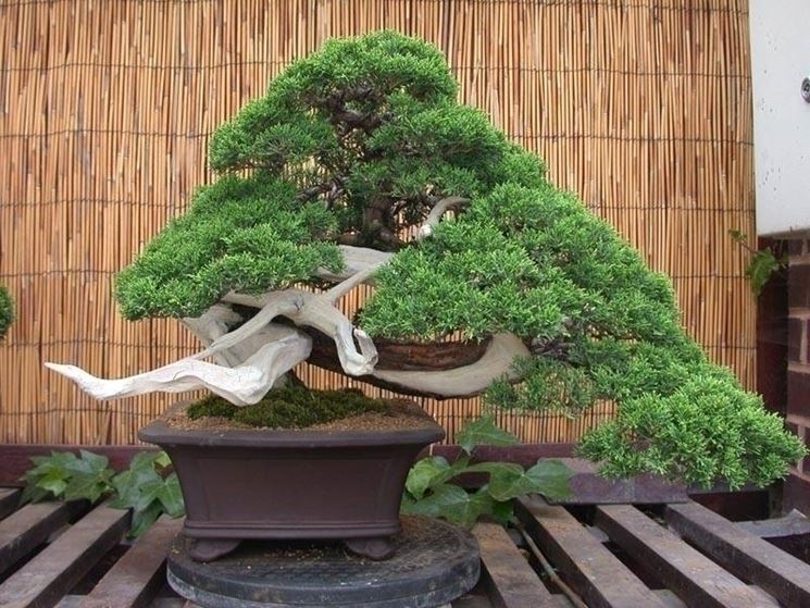 bonsai ginepro