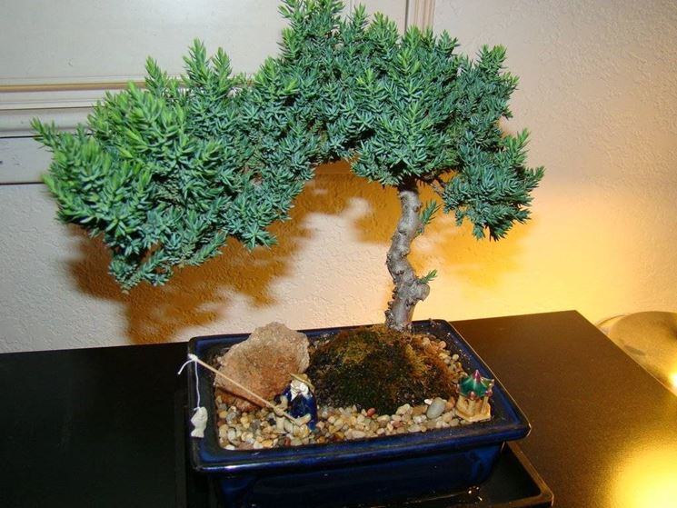 bonsai ginepro