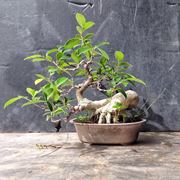 Innaffiare il bonsai ginseng