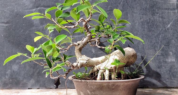 Innaffiare il bonsai ginseng