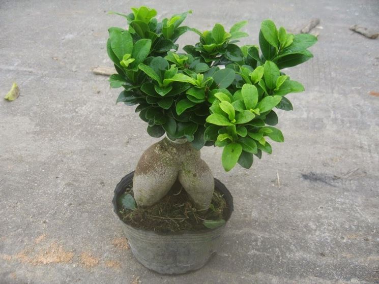 Bonsai ficus ginseng