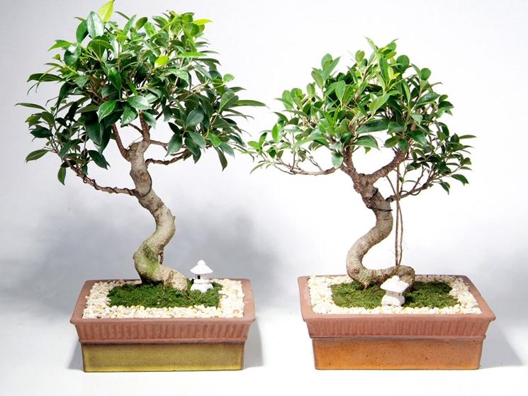 Curare il bonsai ginseng