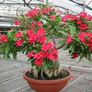 Bonsai hibiscus