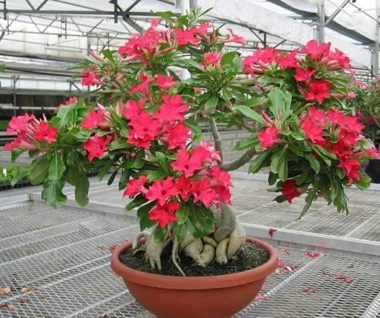 Bonsai hibiscus