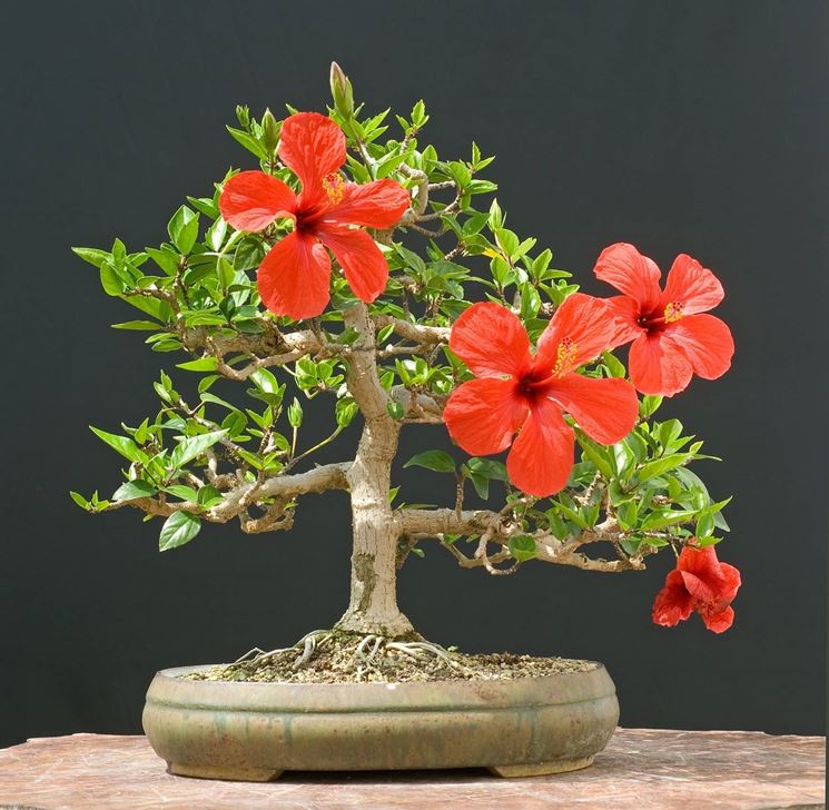 Bonsai hibiscus