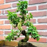 BONSAI LIGUSTRUM