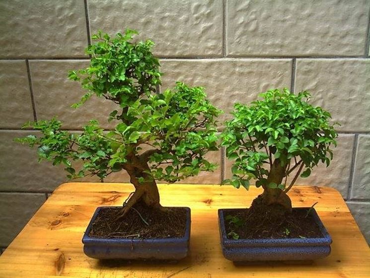 BONSAI LIGUSTRUM