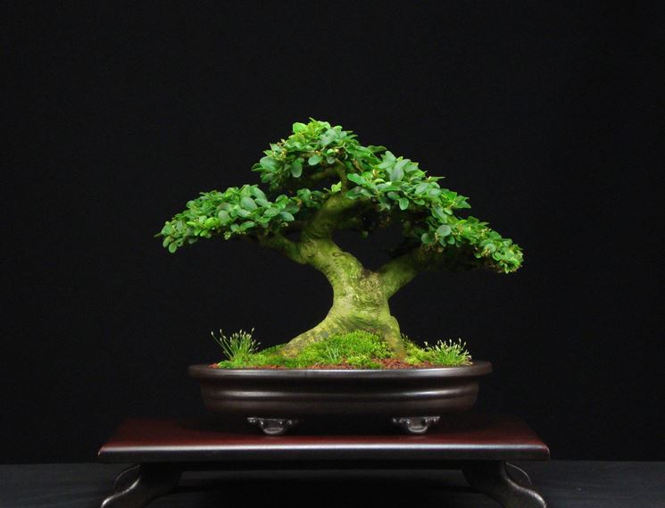 BONSAI LIGUSTRUM