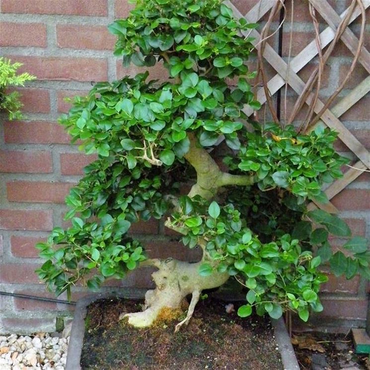 BONSAI LIGUSTRUM