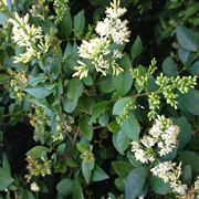 ligustrum sinensis