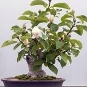 bonsai magnolia