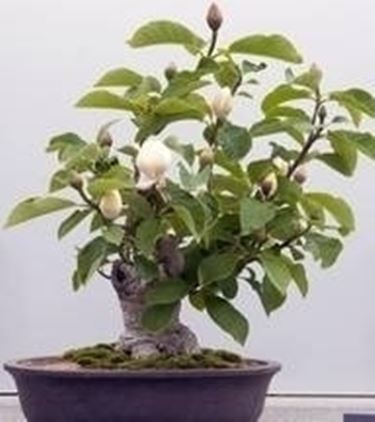 bonsai magnolia