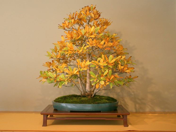 bonsai magnolia