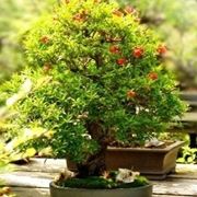 bonsai melograno 