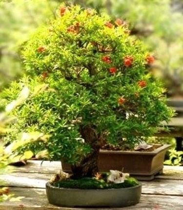 bonsai melograno 