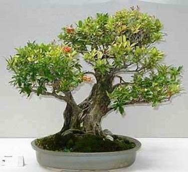 bonsai melograno