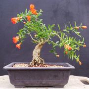 bonsai melograno