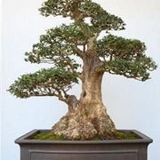 ulivo bonsai