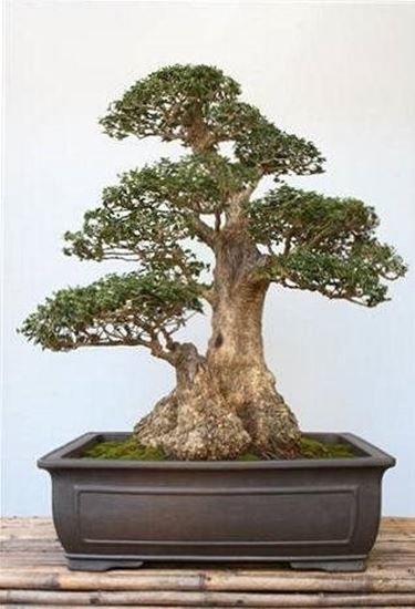 Bonsai Olivo Schede Bonsai