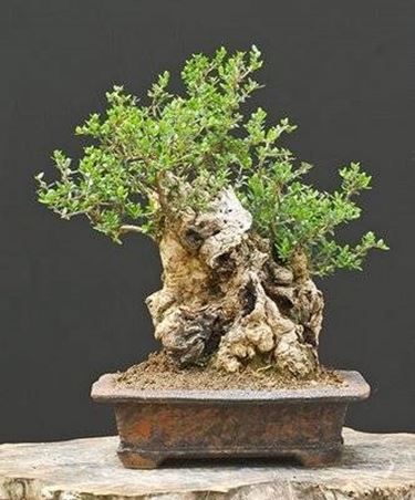 bonsai olivo