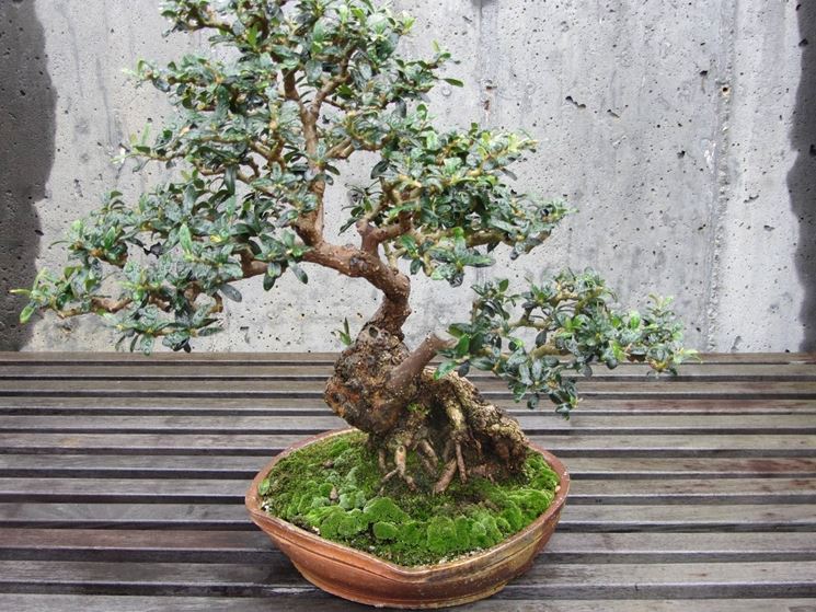 bonsai olivo