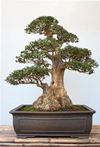 bonsai olivo