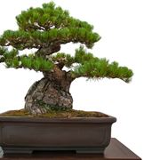 come creare un bonsai