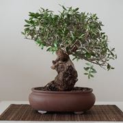 bonsai di ulivo
