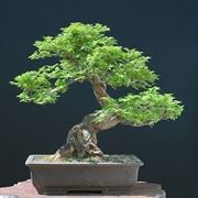 bonsai olmo