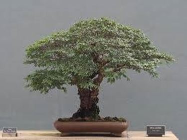 elm bonsai