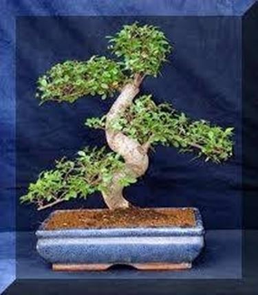 bonsai olmo