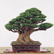 bonsai quercia