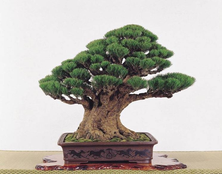 BONSAI QUERCIA 