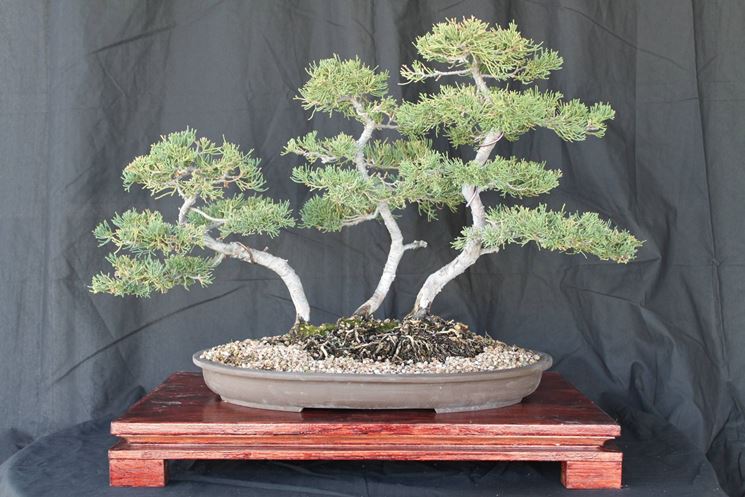 BONSAI QUERCIA 