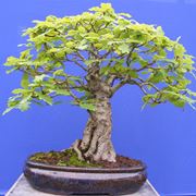 bonsai quercia