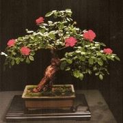 bonsai rose